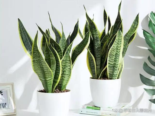 虎皮兰进入生长旺季，“3不多”要牢记，植株长势旺