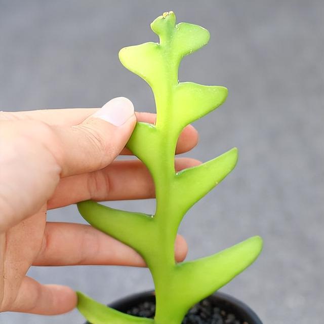 家里种什么植物好？这7种“高端”绿植，看着舒心又好养