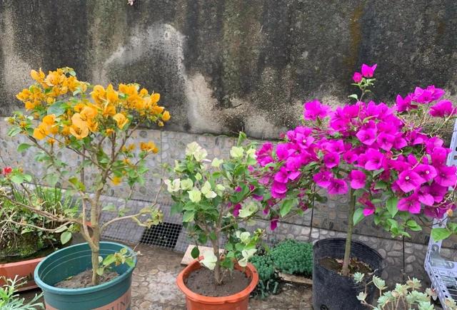 4种花就是“大胃王”，“猛吃”才能撒欢长，适合虐着养