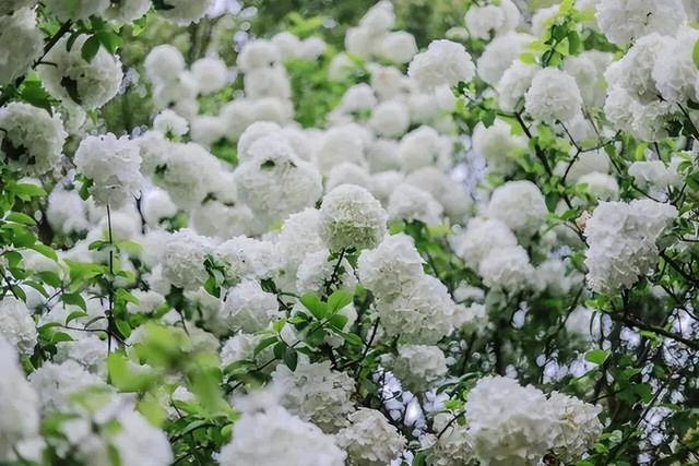 花色清新的木绣球，只需简单养护，就能开出很多个“大雪球”