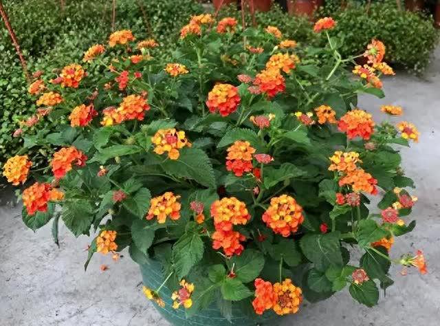 花市探寻：7种花爱不释手，品养千纸鹤，错过唏嘘难挽回