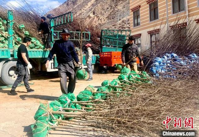 西藏芒康：国土绿化添新绿