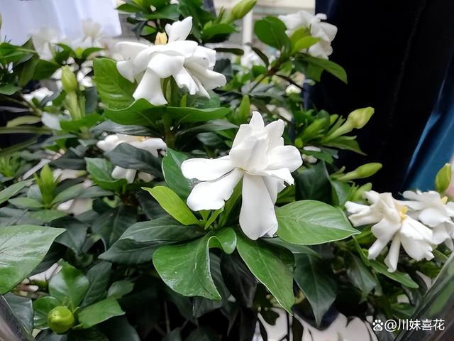 入秋后，家里的5种花经常搬出去淋雨，长势旺盛花开不断