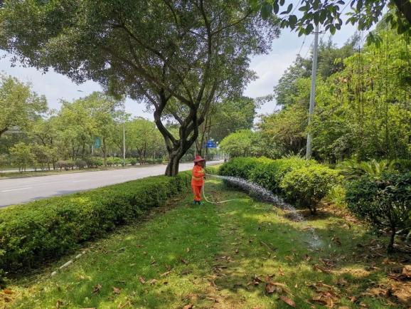 “烤”验太大，绿化工人加班为植物“解渴”