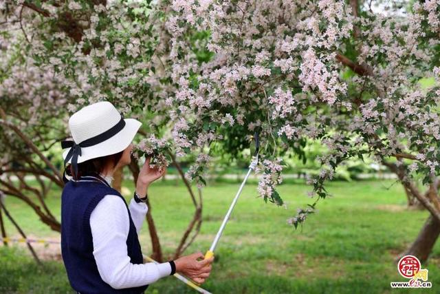 珍稀花木盛放济南花如海 娇羞清香惹人爱却不识花