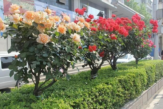 院子空着，不如试试种这款花卉，美丽极了，养护简单