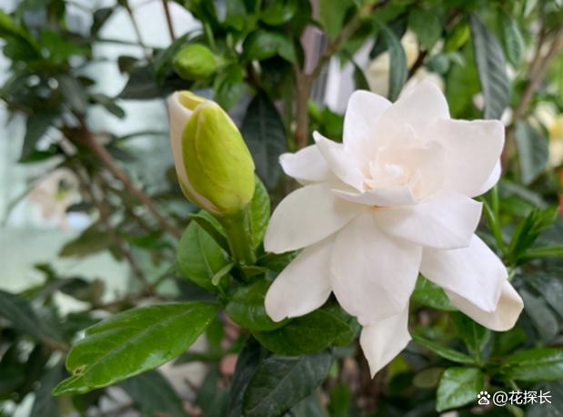 家里别养这4种花，越养越不顺，不是迷信，都是过来人的教训