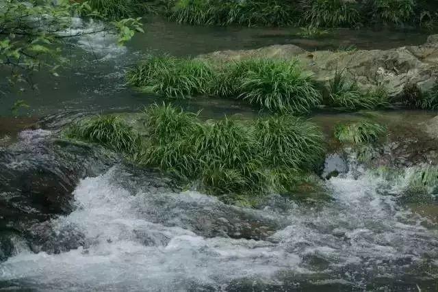 夏天多雨水，这5种花快搬出去，淋淋雨更健康