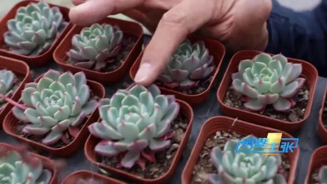 家里养花有啥讲究？这几点要注意