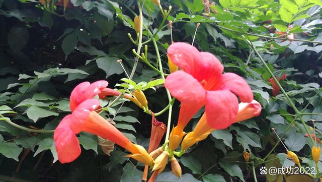 家乡美景风光秀：衡阳市南湖公园凌霄花绚丽绽放，灿烂夺目