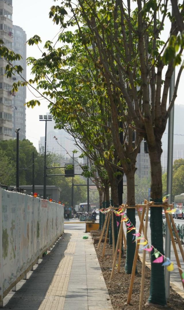 一起来探班！武宁南路沿线绿化恢复工程亮点→