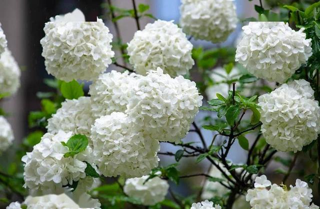 院子里栽木绣球，花球如雪，花开似海，一起来看看