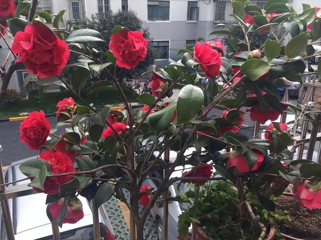 别养月季了，此花色彩娇艳，打理轻松，香气芬芳，值得入手
