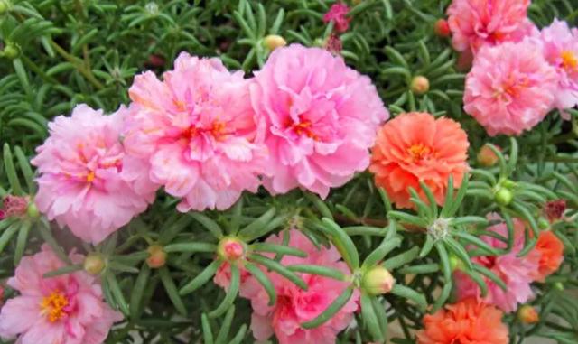 花市探寻：7种花爱不释手，品养千纸鹤，错过唏嘘难挽回