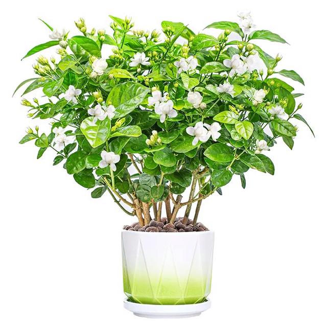 五一后，5种花要“富养”，“吃饱喝足”才能猛开花