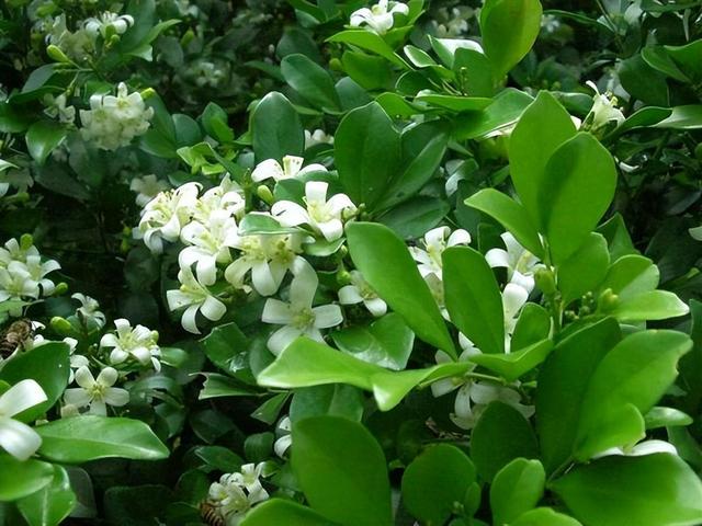 院子里养九里香花，花香清香典雅，让人心旷神怡