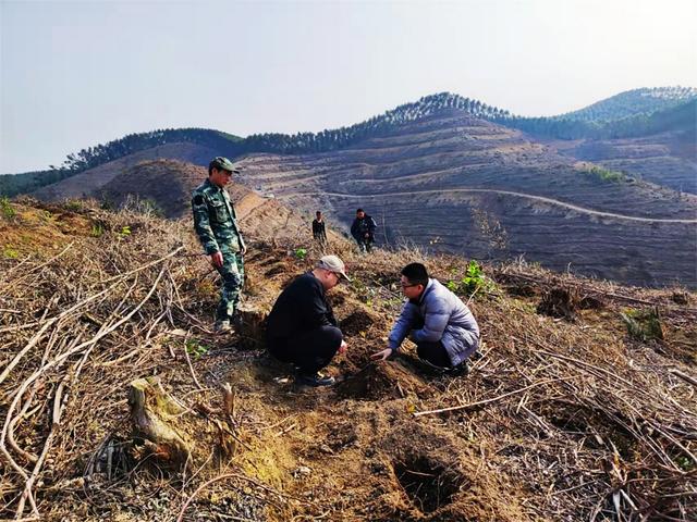 桉树造林三部曲：整地，基肥，植苗