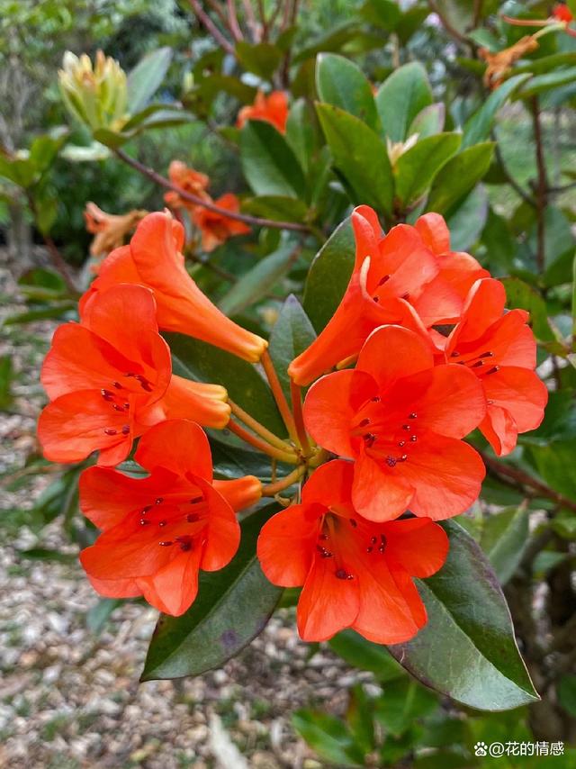 高山杜鹃花“撒克逊辉光”