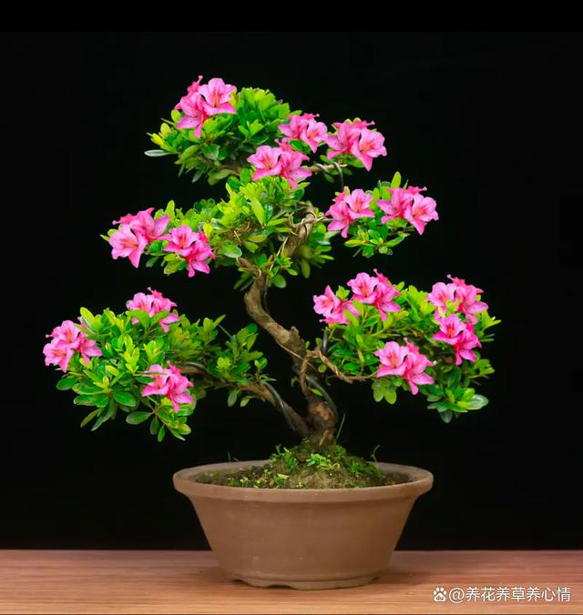 养花8年，发现4种花，真是“买花一时爽，七天花火葬场”