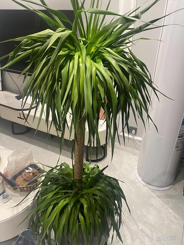 盘点5种怕水花，11月过后浇水有讲究，适当控水才能绿油油