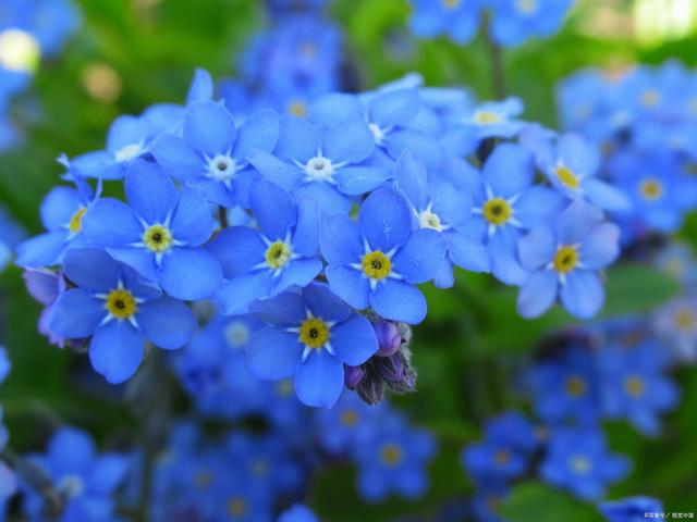 蓝色花有哪些花种