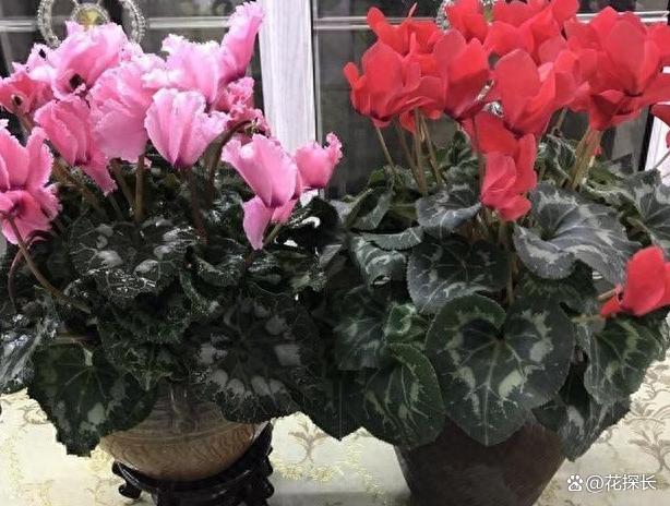 秋冬时节，养这5种花注意了：它们最怕浇水，浇一盆枯一盆