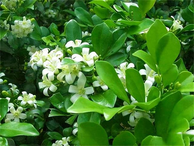 此花花色清新优雅，在院子里养一株，香气芬芳迷人，值得入手