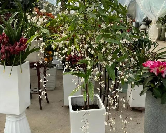 网红盆栽“垂丝茉莉”开花如飞舞，花香四溢怡人