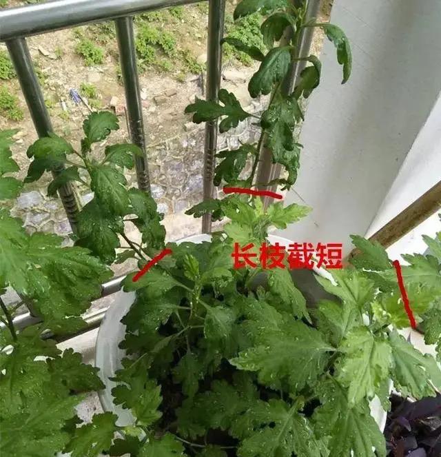 秋季可养“4种花”，漂亮又好养，开花非常多，姹紫嫣红如小花园