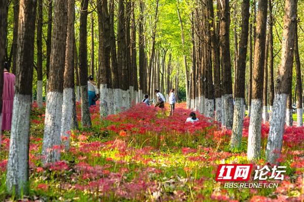 绿化带里还藏着多少惊喜？坐标长沙岳麓区：彼岸花盛放