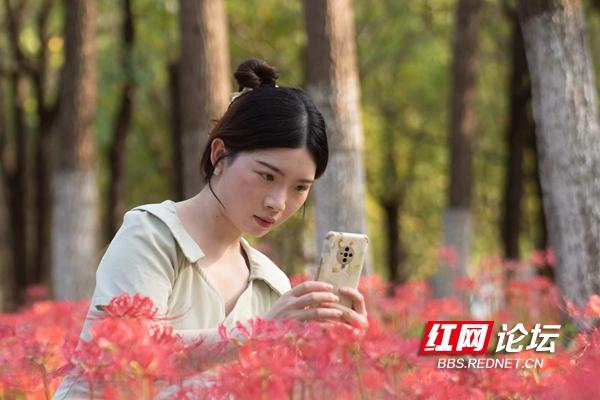 绿化带里还藏着多少惊喜？坐标长沙岳麓区：彼岸花盛放