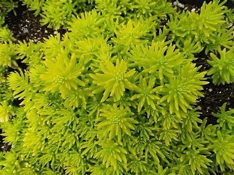 多肉植物——在古代中国