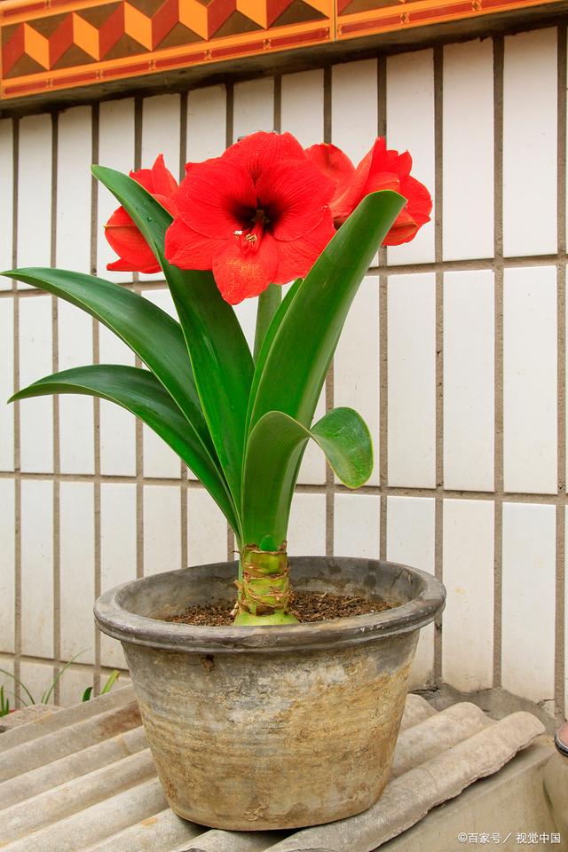 朱顶红什么时候种植最好？园艺攻略助你成功栽种