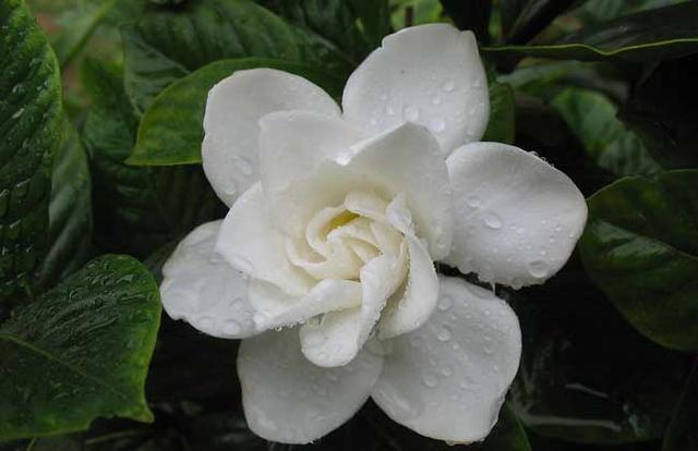 栀子花的浇水方法