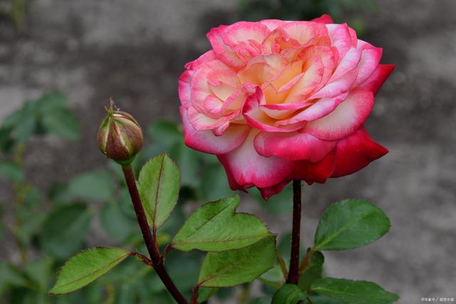 在家养月季花，多久浇一次水最合适？