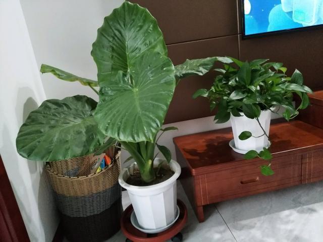 室内养花，5种花不能养，2种花要常养，是过来人的经验，要牢记