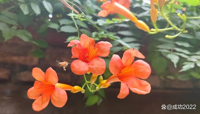 家乡美景风光秀：衡阳市南湖公园凌霄花绚丽绽放，灿烂夺目