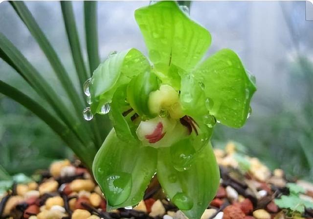 绿云兰花香味独特，气质优雅，还能提高居室格调和品位