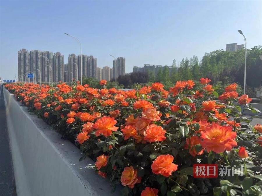 武汉：请叫我“玫瑰之城”