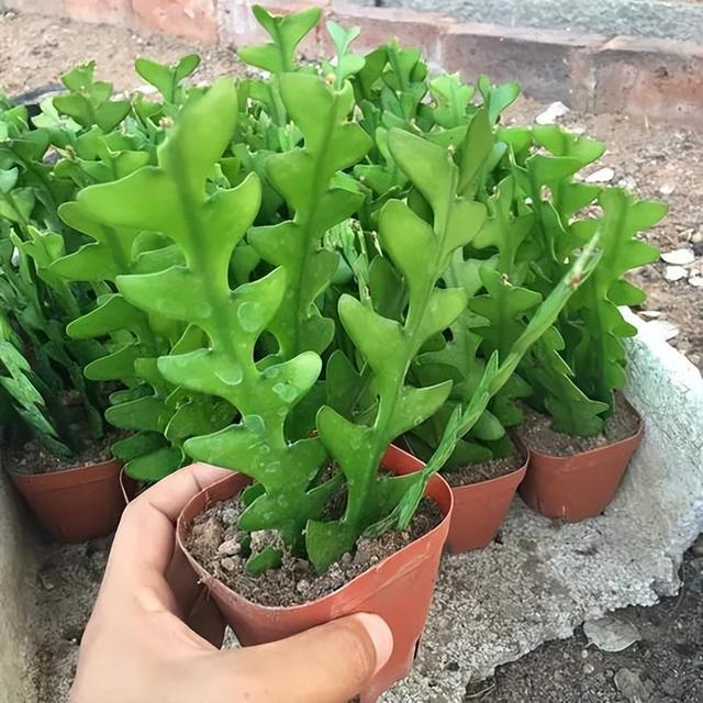家里种什么植物好？这7种“高端”绿植，看着舒心又好养