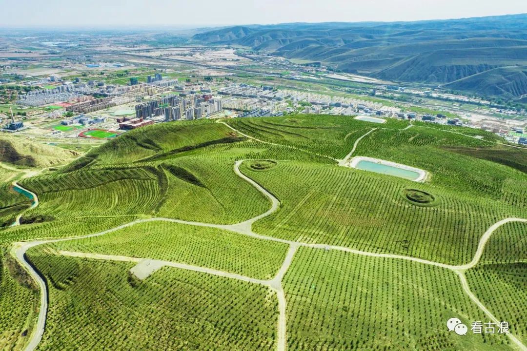 东西两山绿化再现苍松美景