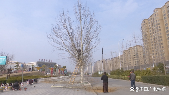 周口经济开发区：不负春季好时光 绿化修剪正当时