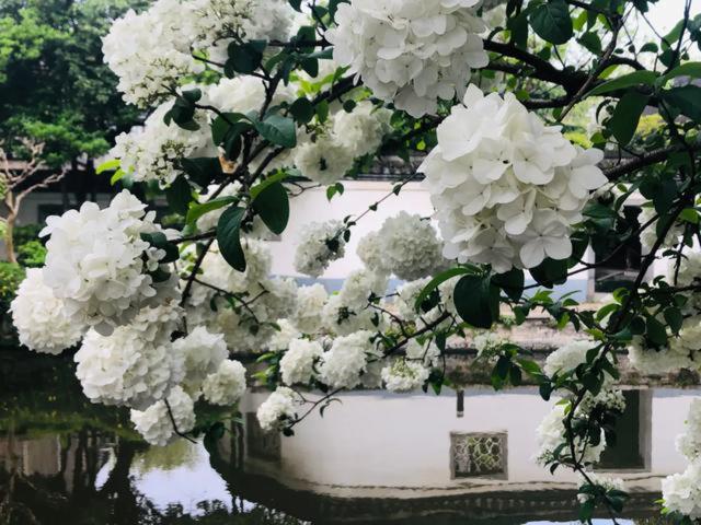 中华木绣球的养护方法和注意事项