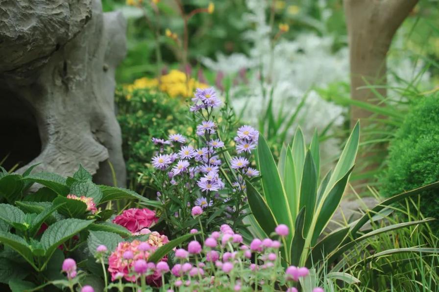 古猗园打造“缤纷古猗 ”特色花境，你留意到了吗？