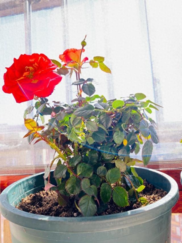 秋天养花，“5种花”抓紧换盆，长得更快更繁茂，开花多10倍