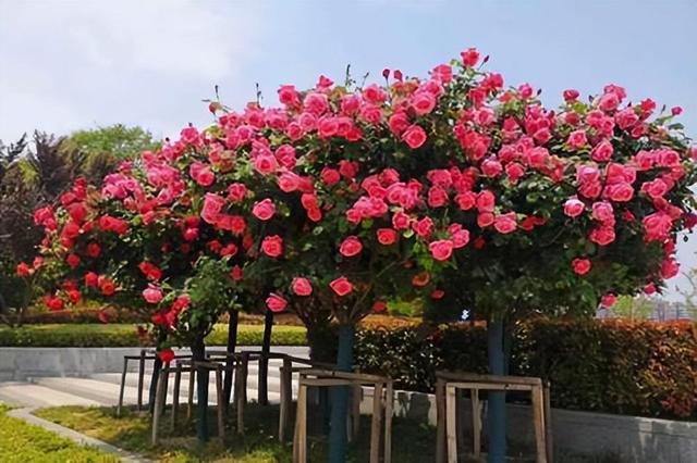 院子空着，不如试试种这款花卉，美丽极了，养护简单