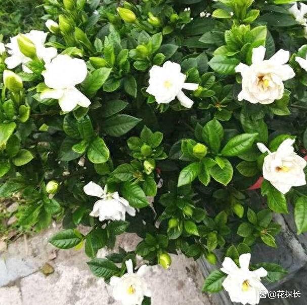 家里别养这4种花，越养越不顺，不是迷信，都是过来人的教训