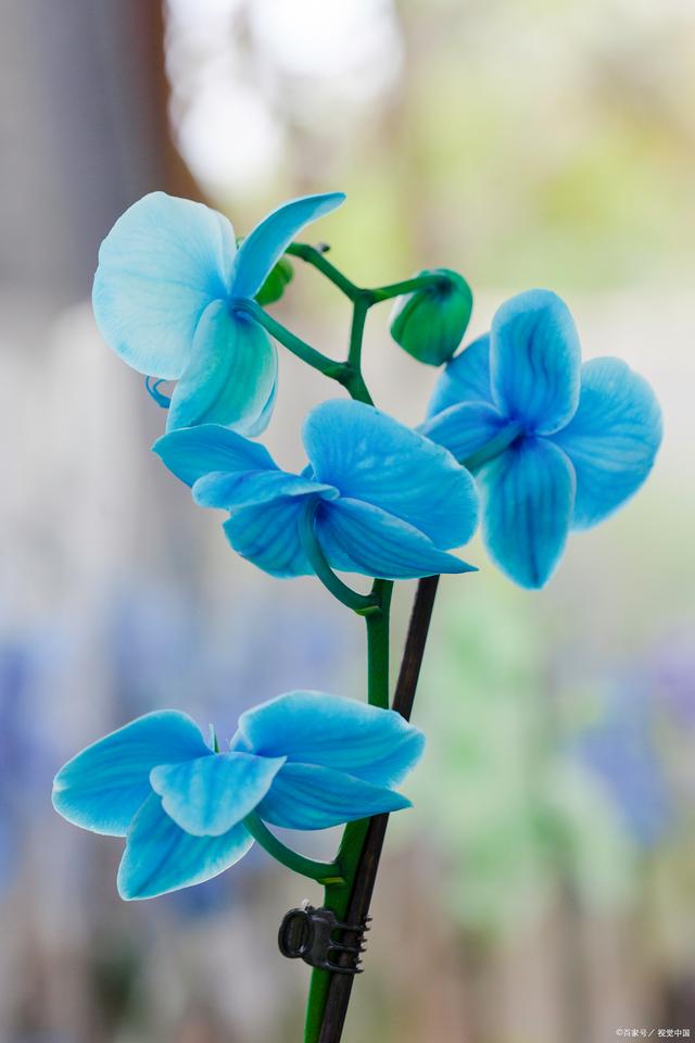 蓝色花有哪些花种