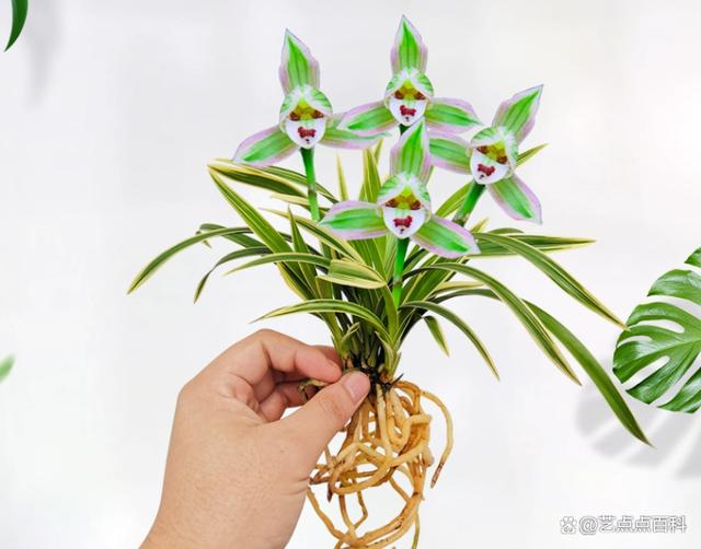 矮种兰花帝王妃的养护秘诀，让你也能成为养花达人！