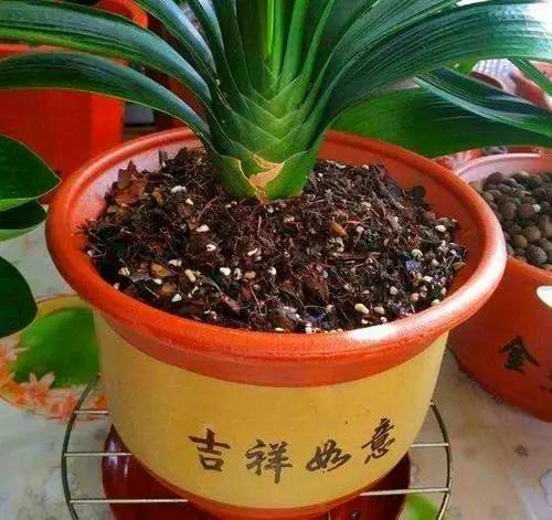 浇花时，巧用“3种水”，枝叶油光发亮，花朵鲜艳更旺盛